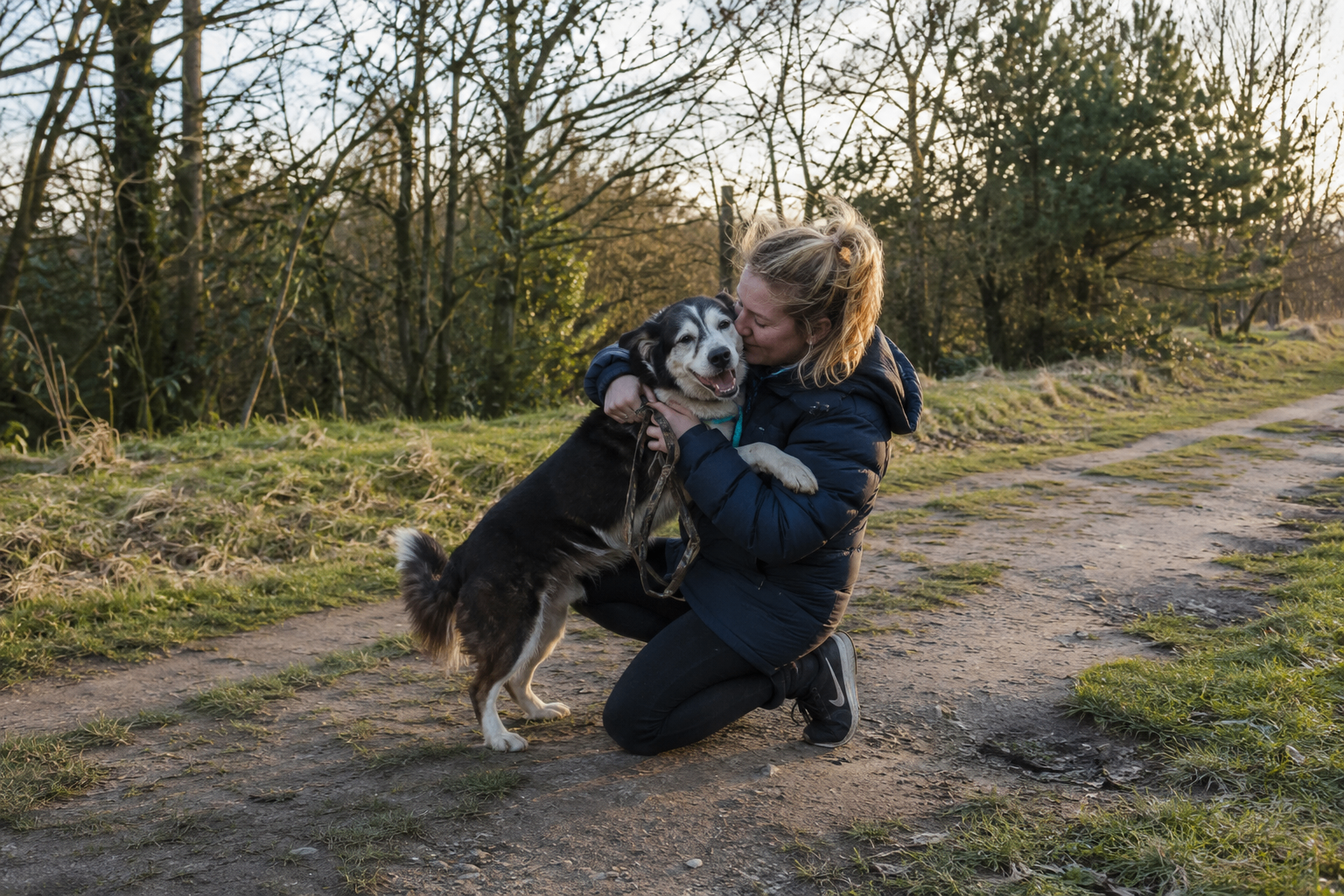 Illustrative image of a dog outdoors at dusk